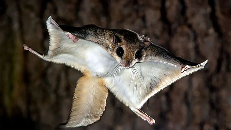 Flying Squirrel