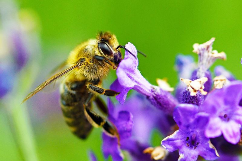 Foraging Fidelity