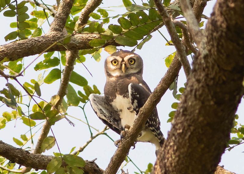 Forest Owlet