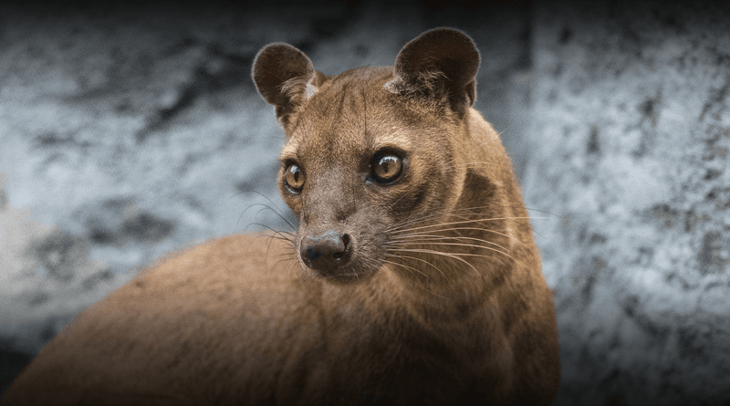 Fossa