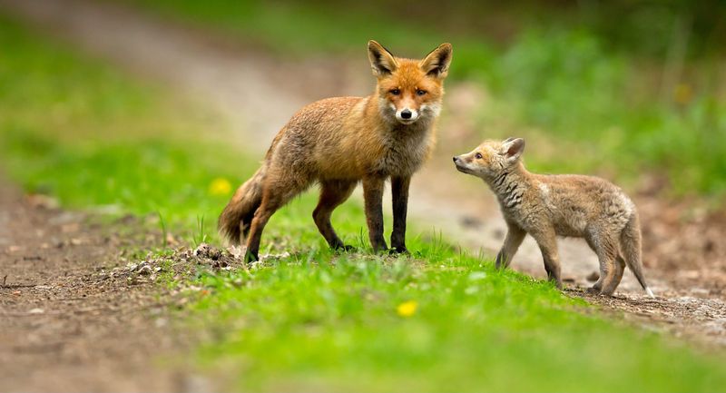 Foxes