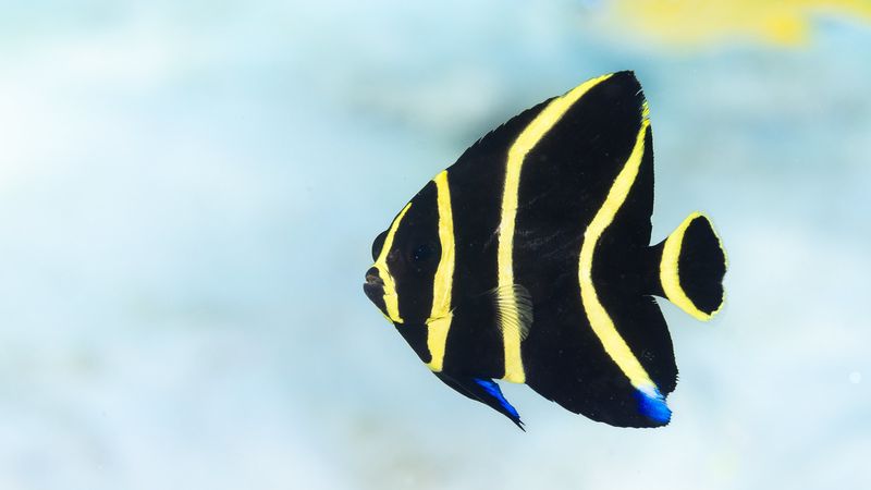 French Angelfish