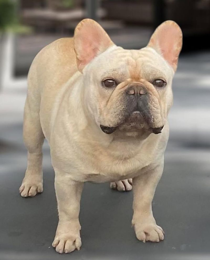 French Bulldog