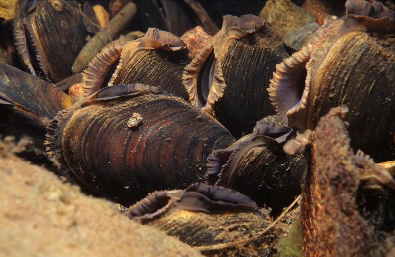 Freshwater Pearl Mussel