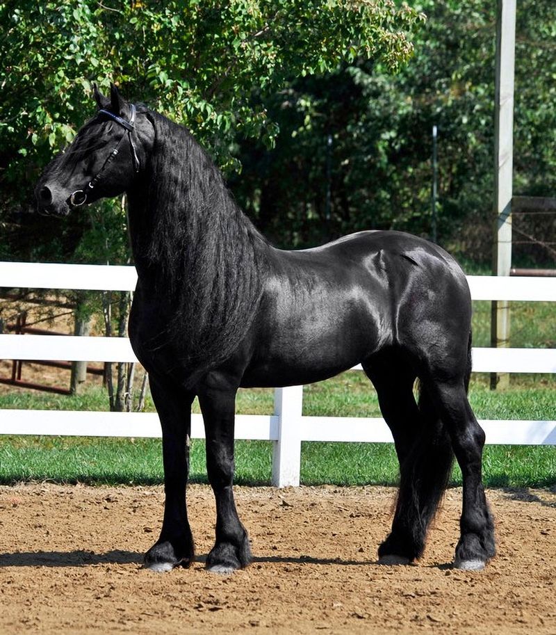 Friesian