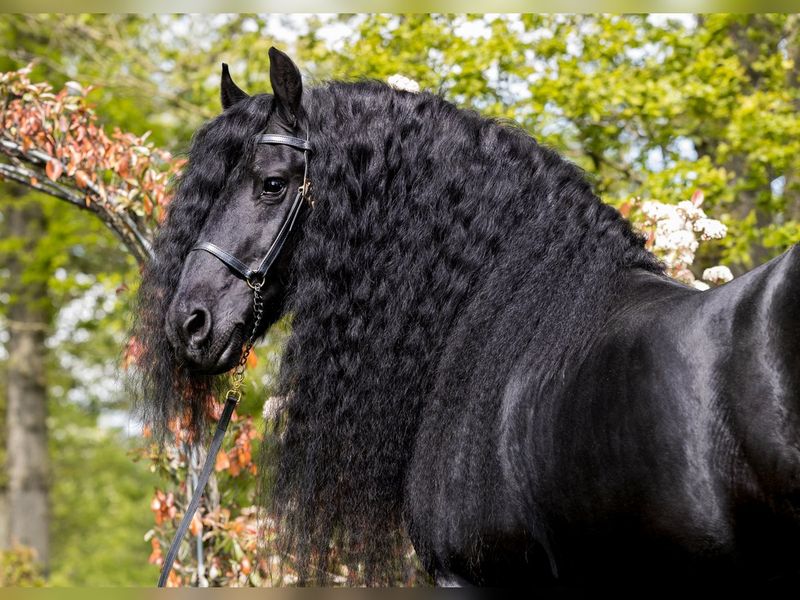 Friesian