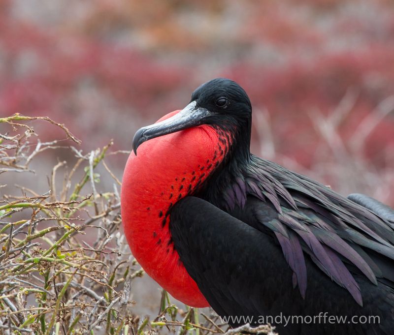 Frigatebird