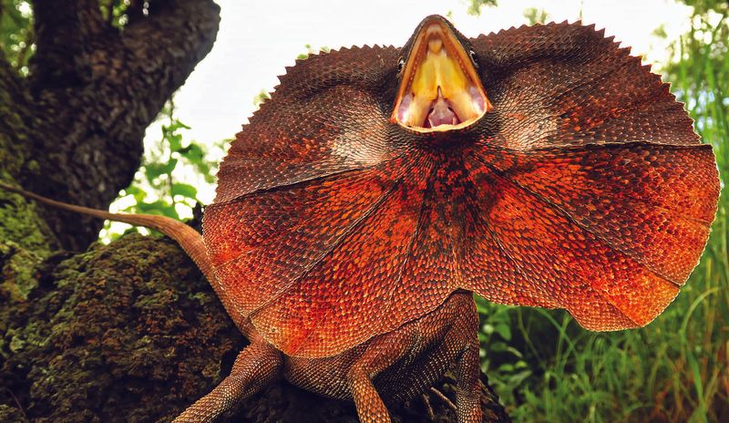 Frilled Neck Lizard