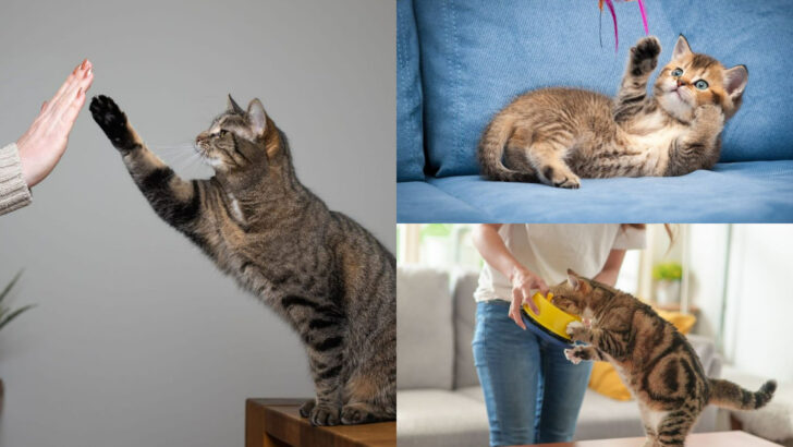 Fun and Easy Ways to Help You Bond with Your Cat