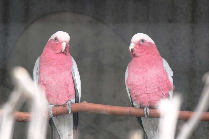 Galah