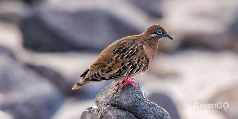 Galápagos Dove