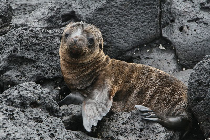 Galápagos Fur Seal