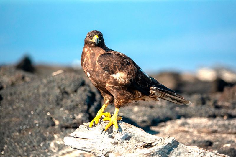 Galápagos Hawk