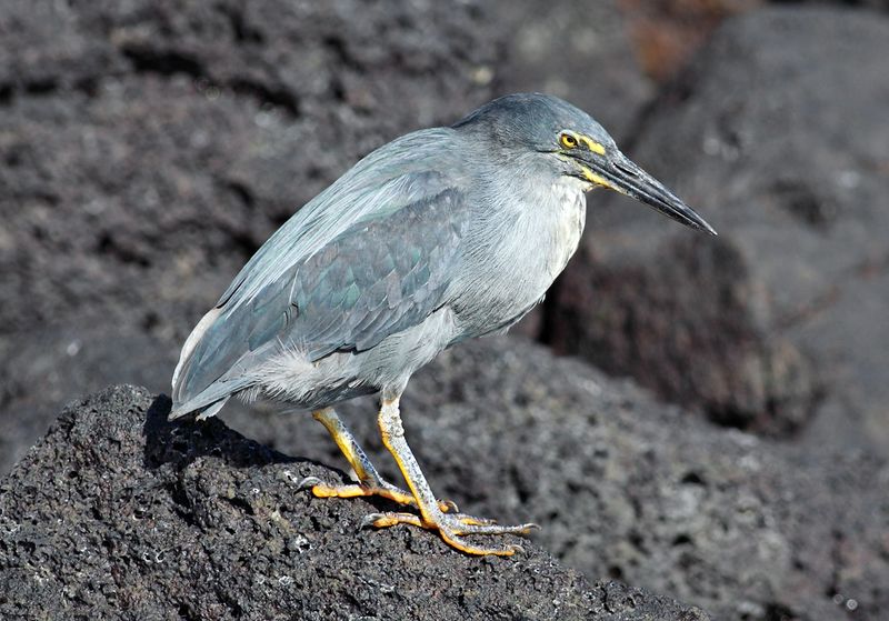 Galápagos Heron