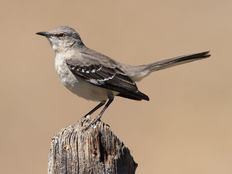 Galápagos Mockingbird