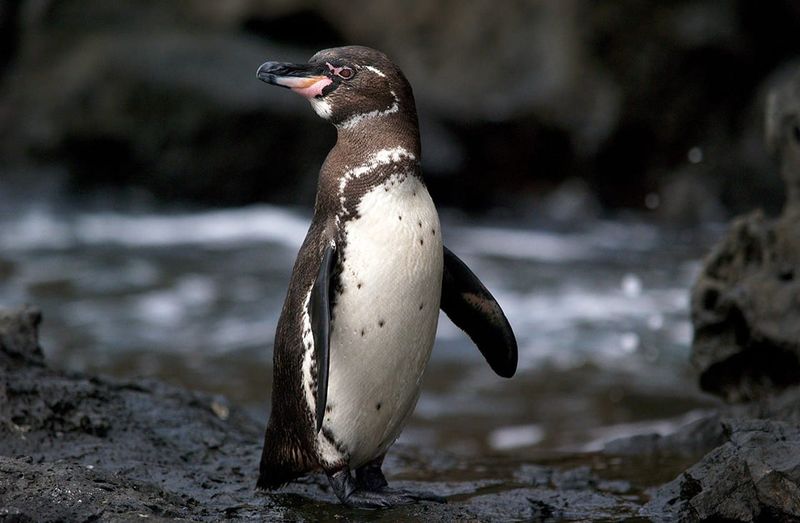 Galápagos Penguin