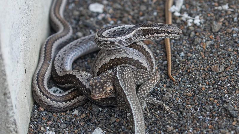 Galápagos Racer Snake