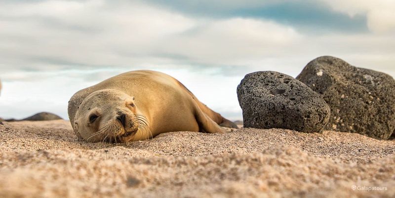 Galápagos Sea Lion