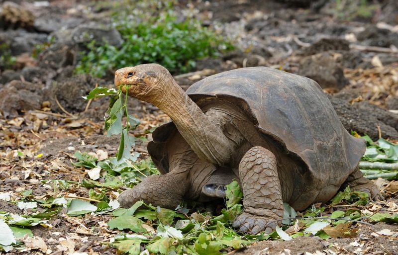 Galápagos Tortoise
