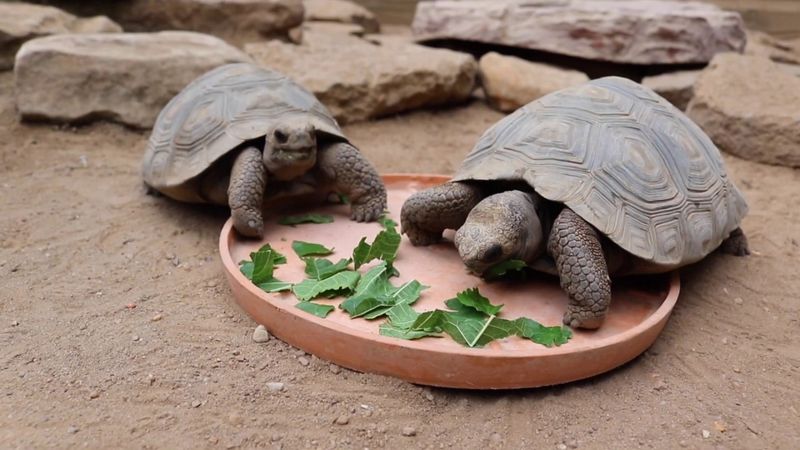 Galápagos Tortoise