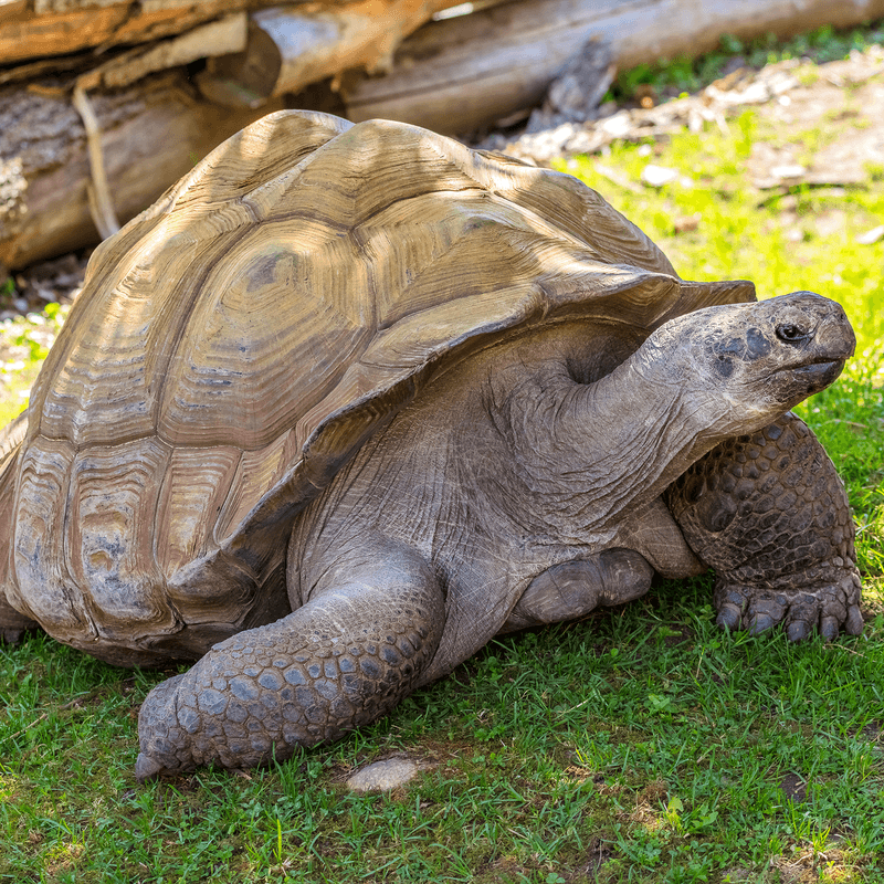 Galápagos Tortoise