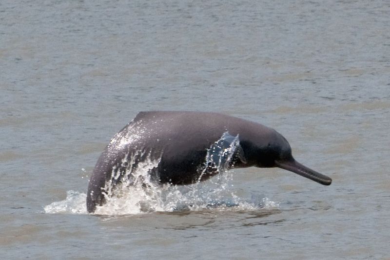 Ganges River Dolphin