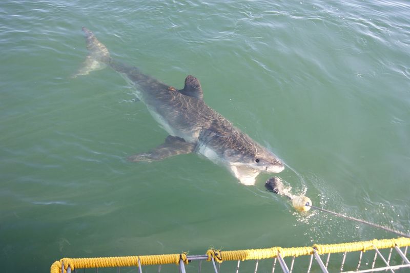 Gansbaai, South Africa