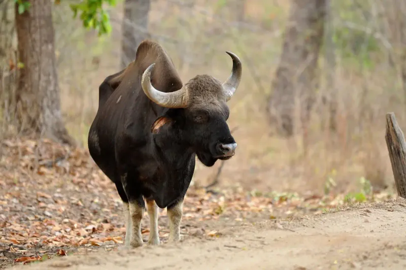 Gaur