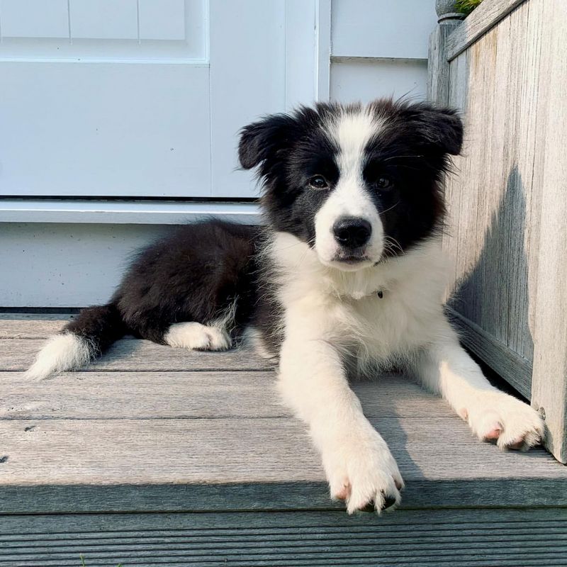 Gemini - Border Collie