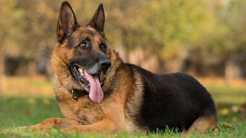 German Shepherd