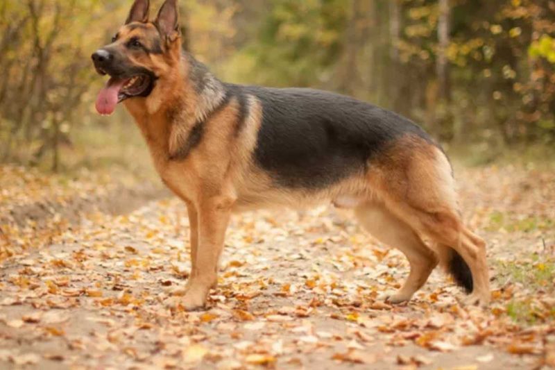 German Shepherd