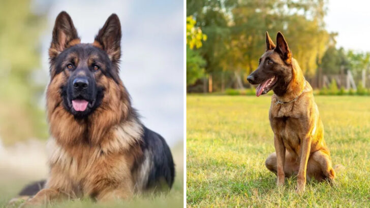 German Shepherd and Belgian Malinois – The 12 Differences Explained