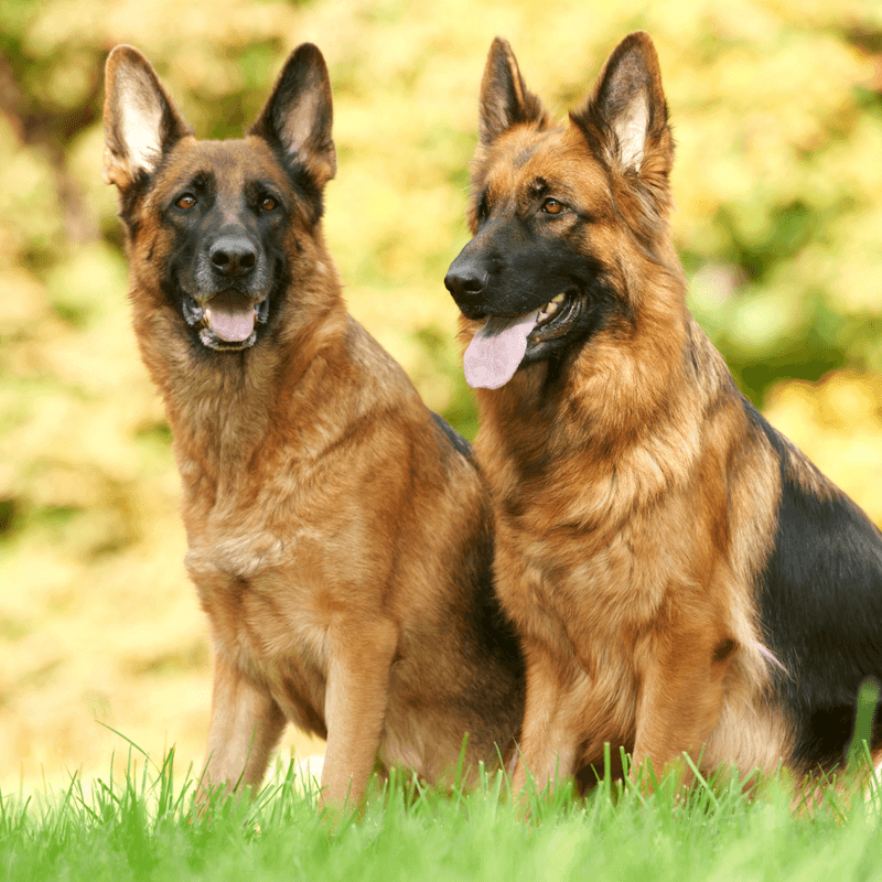 German Shepherd