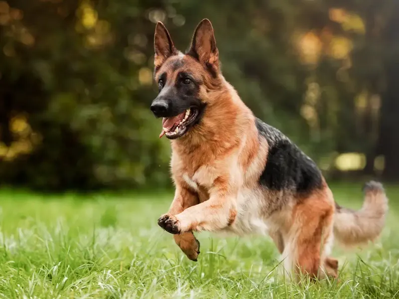 German Shepherd