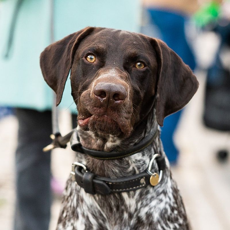 German Shorthaired Pointer