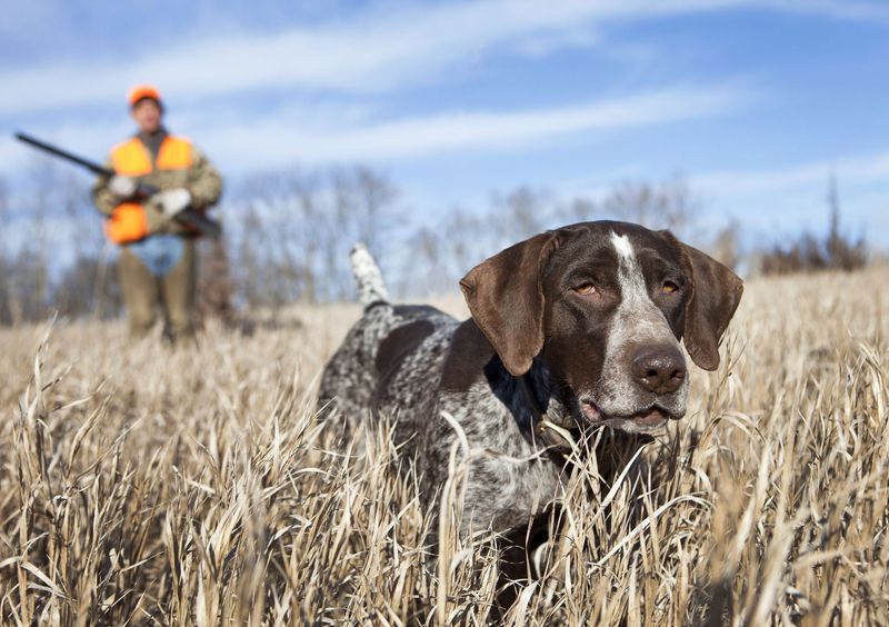 German Shorthaired Pointer