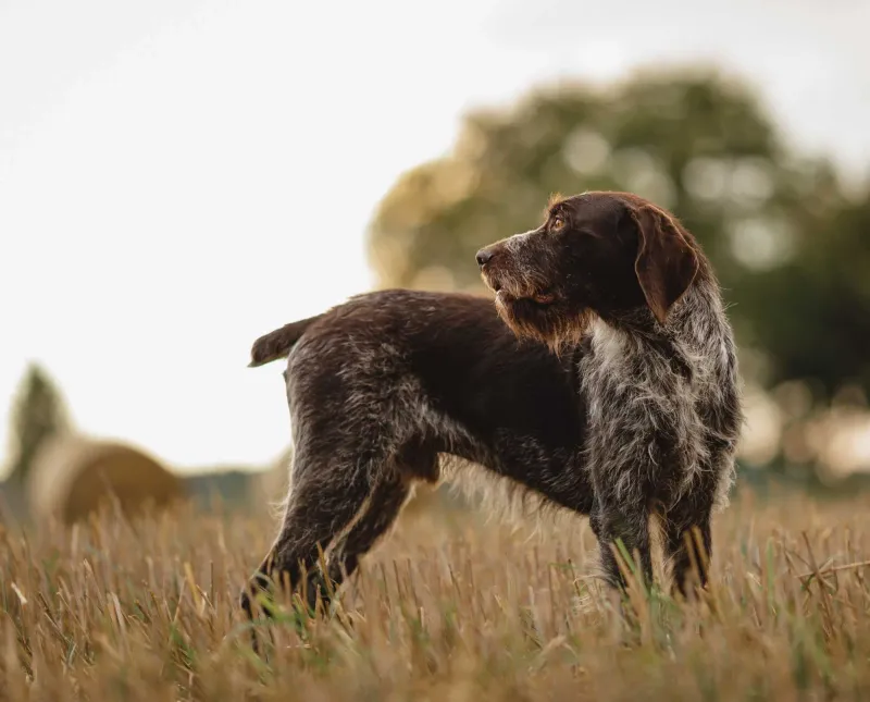 German Wirehaired Pointer