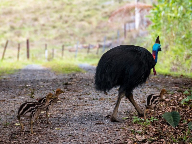 Getting Between a Cassowary and Its Chick