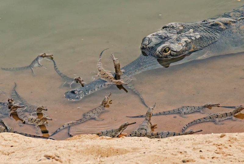 Gharials