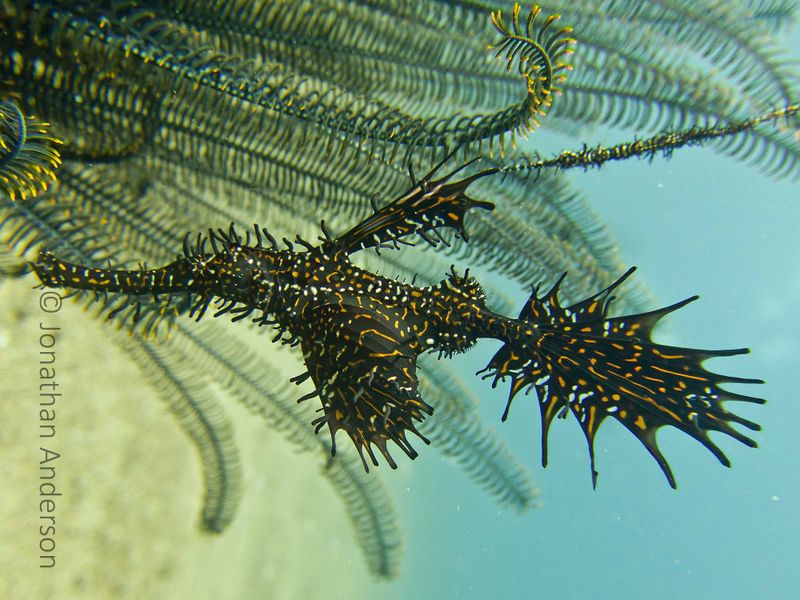 Ghost Pipefish