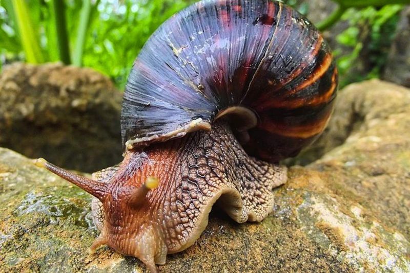 Giant African Land Snail