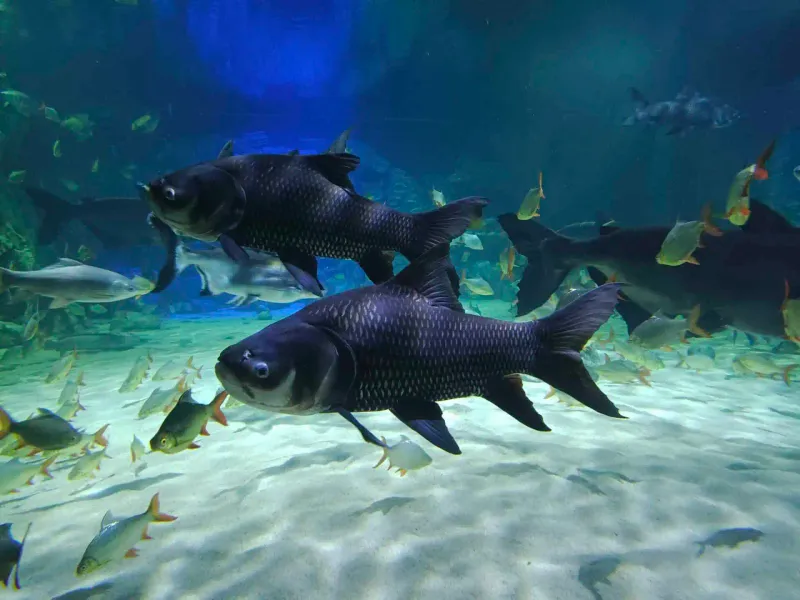 Giant Barb