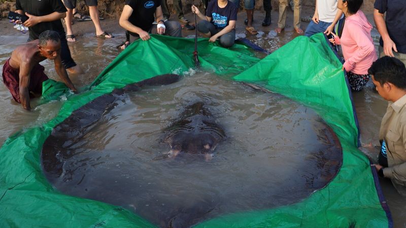 Giant Freshwater Stingray