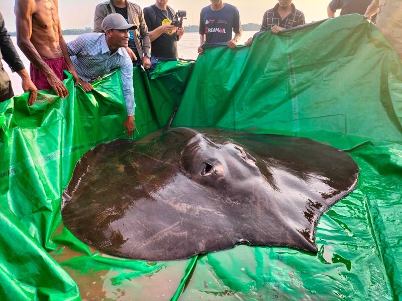 Giant Freshwater Stingray