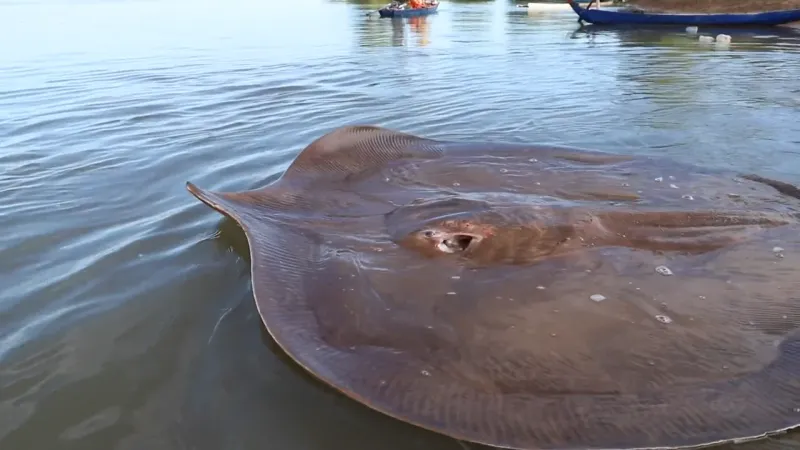 Giant Freshwater Stingray