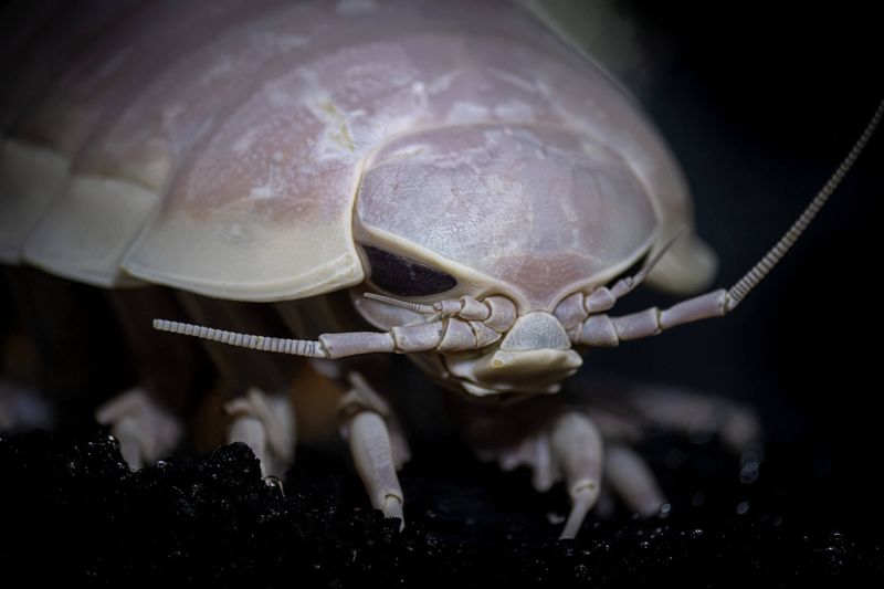 Giant Isopod