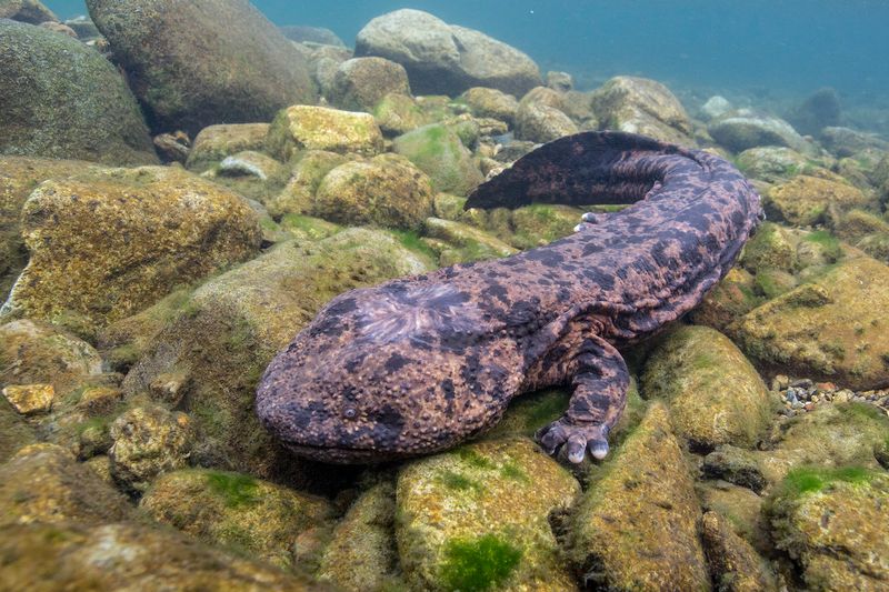 Giant Japanese Salamander