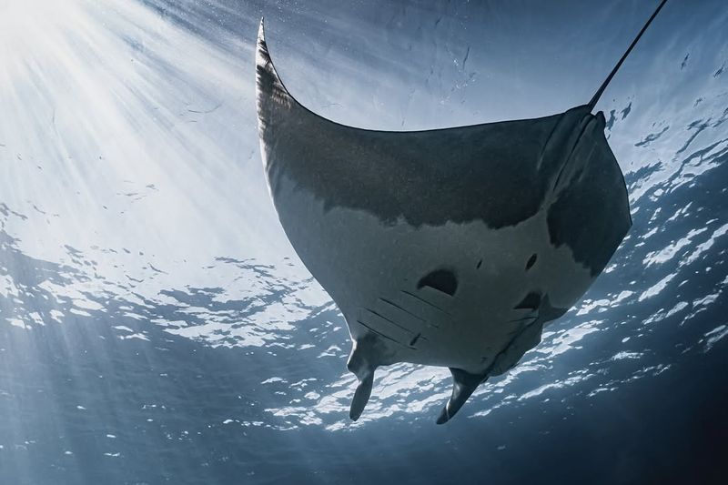 Giant Manta Ray