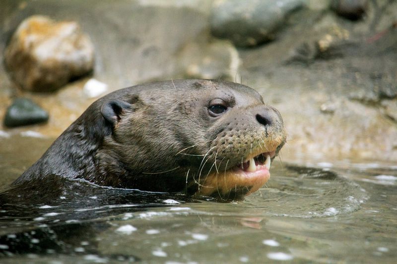 Giant Otter