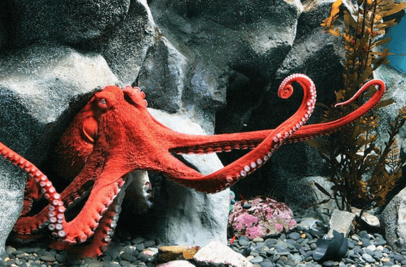 Giant Pacific Octopus